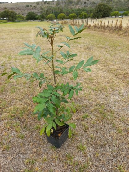 Wild Plum Harpephyllum caffrum 1m