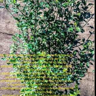 Pittisporum Nigrescens Cape White