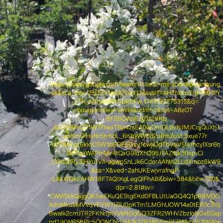 Bouganvilla White