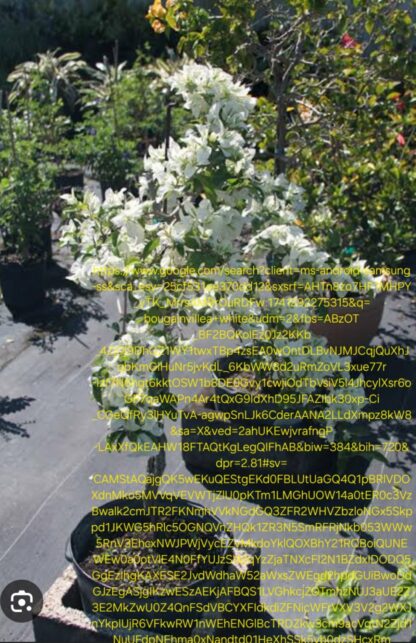 Bouganvilla White