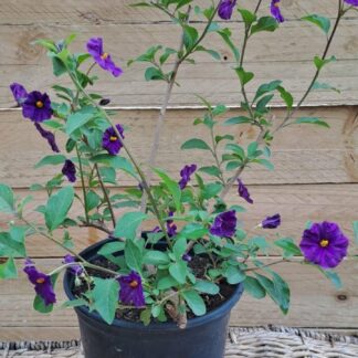 SOLANUM RANTONNETII MONTREAX Blue Potato Bush 3L