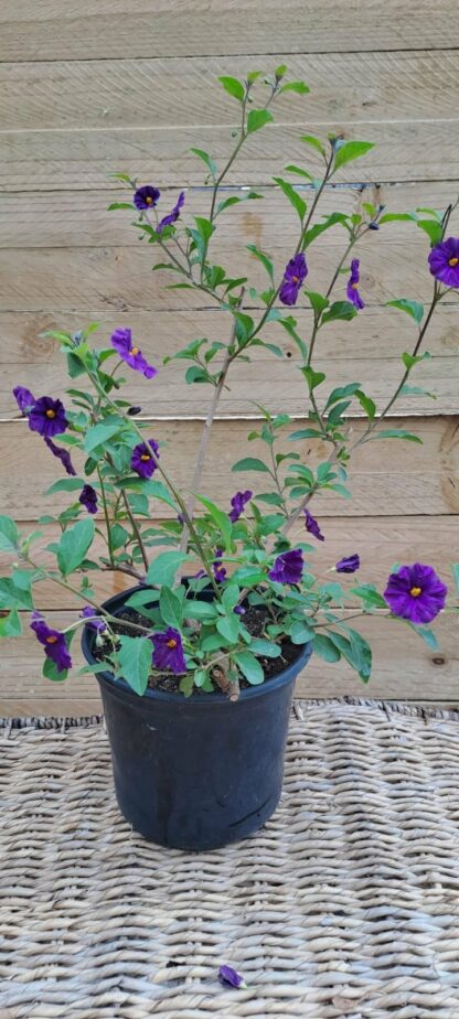 SOLANUM RANTONNETII MONTREAX Blue Potato Bush 3L