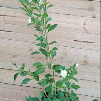 SOLANUM RANTONNETII White Potato Bush 3L