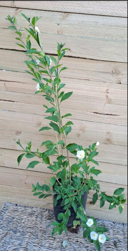 SOLANUM RANTONNETII White Potato Bush 3L