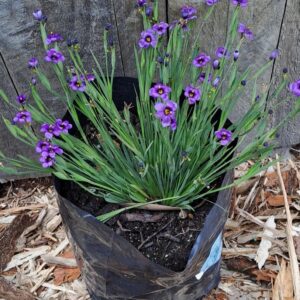 1000493873.jpg SISYRINCHIUM GRAMINOIDES EK Balls - Blue Eyed Grass 2,5L