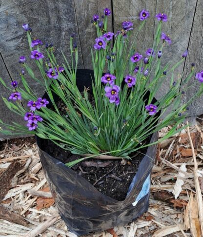 SISYRINCHIUM GRAMINOIDES EK Balls - Blue Eyed Grass 2,5L