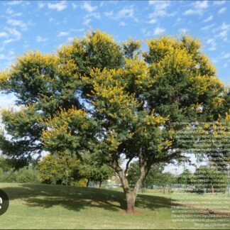 ACACIA (Vachellia) KAROO Sweet Thorn Tree / Soetdoring 4,5L