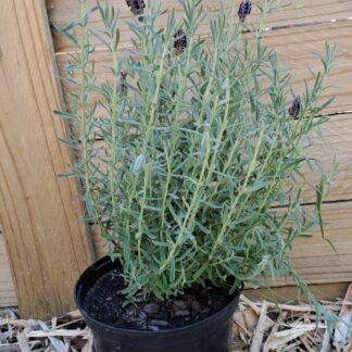 LAVANDULA STOECHAS Spanish Lavender – Hollandia 17cm