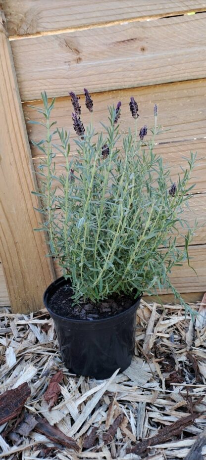 LAVANDULA STOECHAS Spanish Lavender - Hollandia 17cm