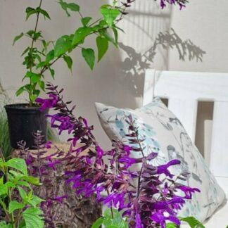 SALVIA GUARANITICA Salvia – Purple and Bloom 17cm