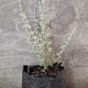 1000498161-scaled.jpg Rhaghoidia Hastata 'Saltbush'