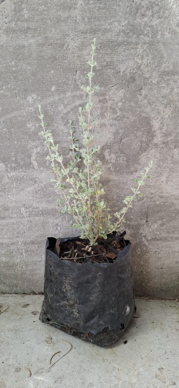 1000498161-scaled.jpg Rhaghoidia Hastata 'Saltbush'