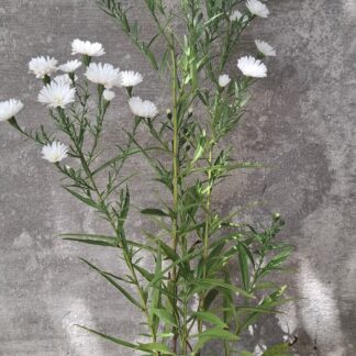 Michaelmas Daisy - White