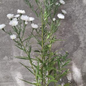 Michaelmas Daisy - White