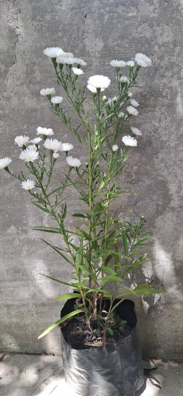 Michaelmas Daisy - White