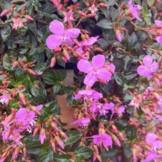Centradenia Floribunda "Spanish Shawl"