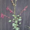 Salvia Salmia 'dark pink'