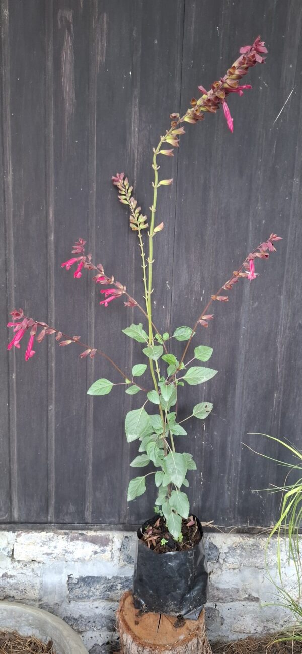 Salvia Salmia 'dark pink'