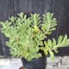Plectranthus Neochilus 'lobster plant'