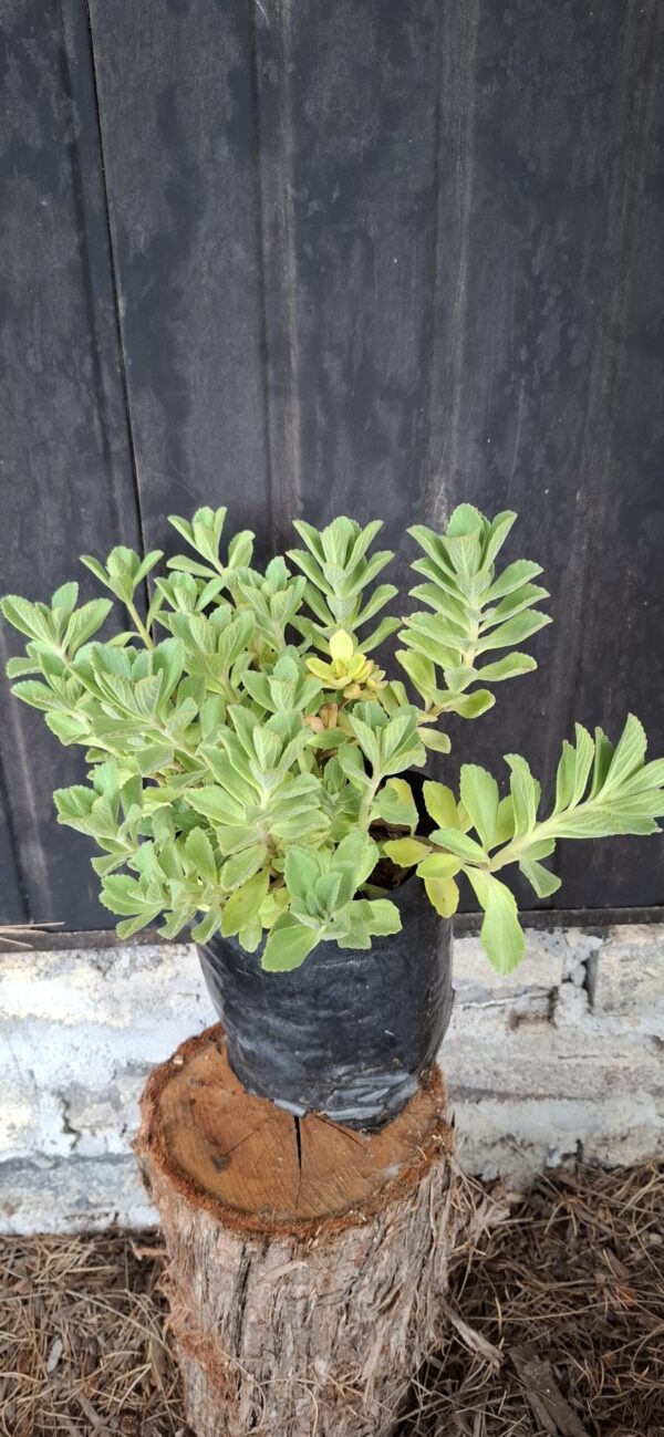 Plectranthus Neochilus 'lobster plant'