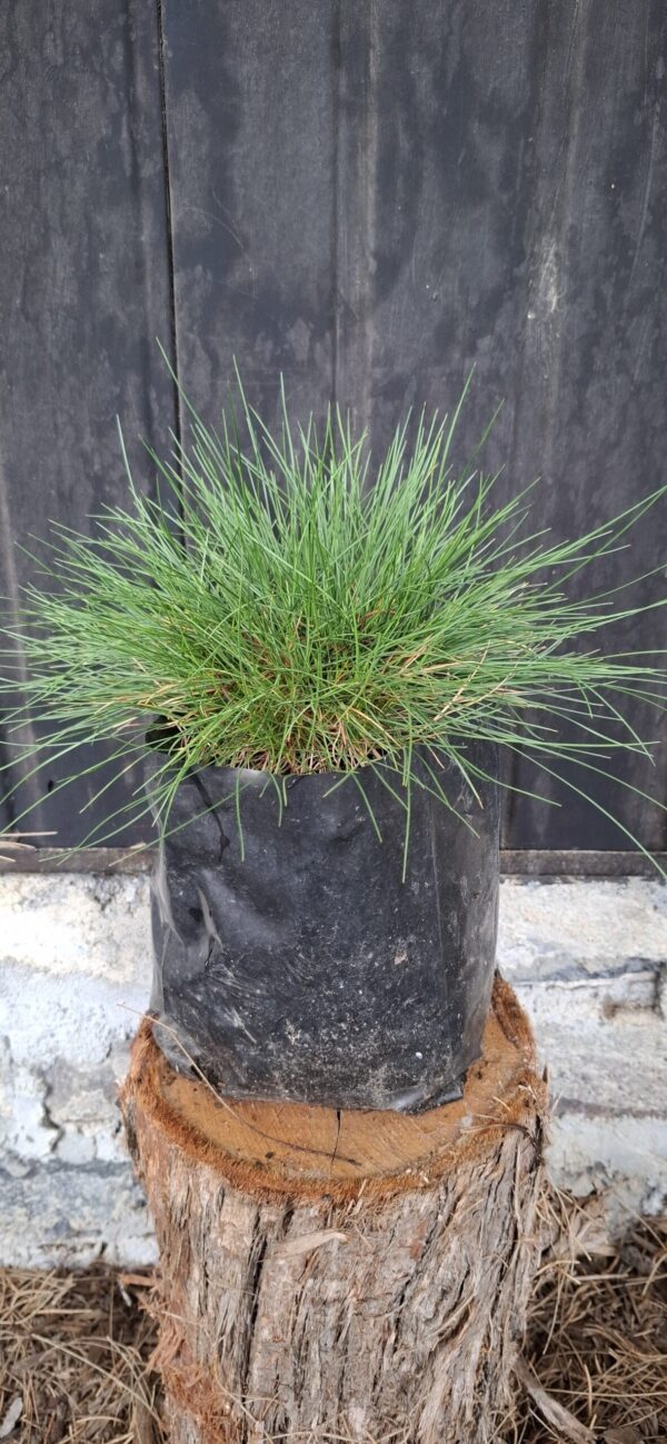 Festuca Glauca 'green'