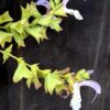 Salvia Africana - Blue African Sage