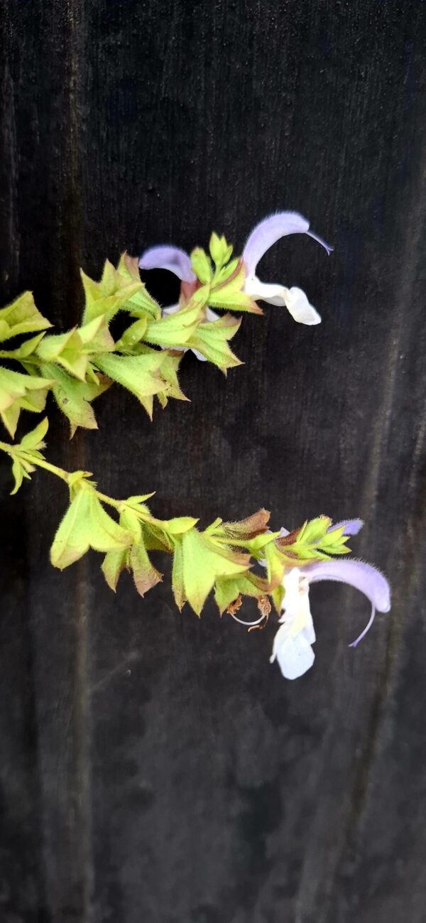 Salvia Africana - Blue African Sage