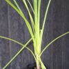 Kniphofia Praecox