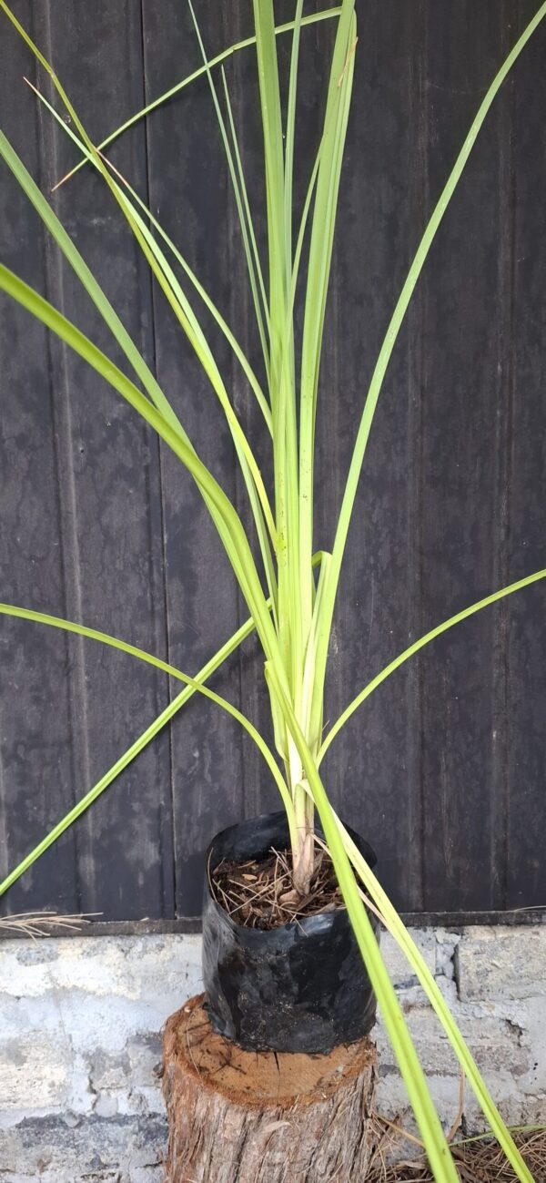 Kniphofia Praecox