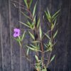 1000499196-scaled.jpg Ruellia Simplex 'Mexican Petunia' Purple