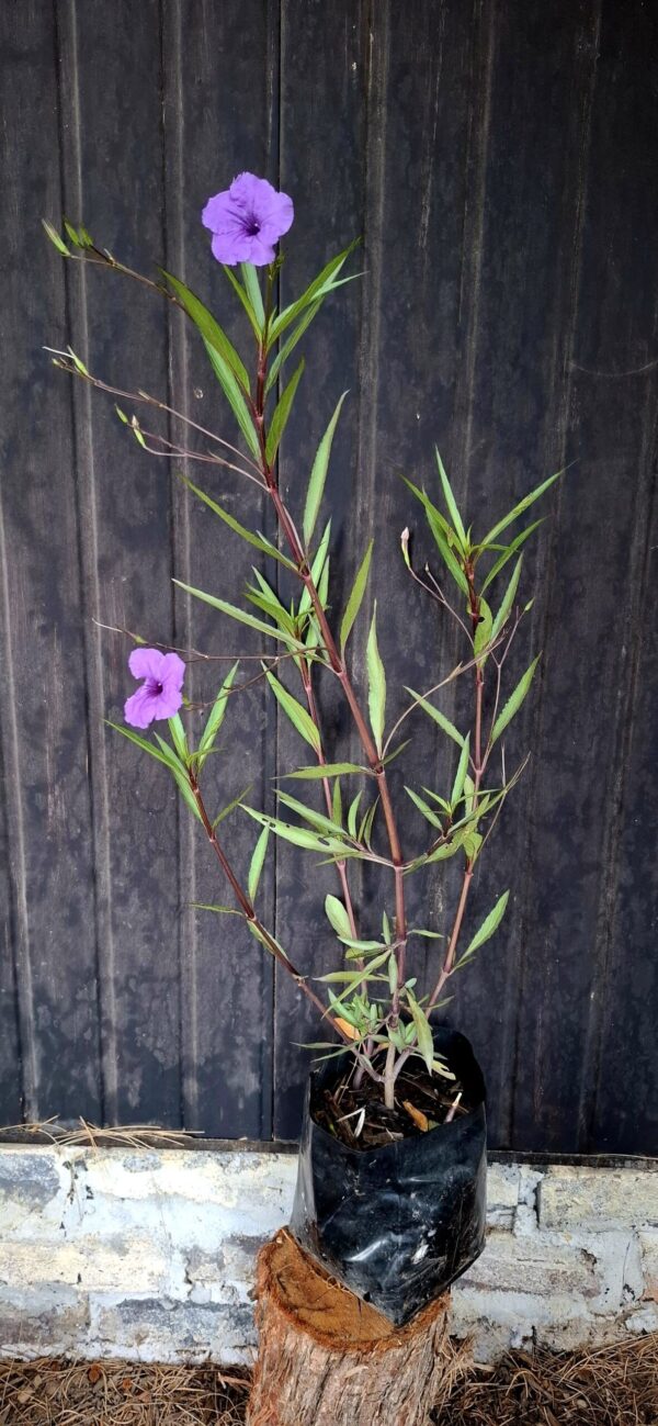 1000499196-scaled.jpg Ruellia Simplex 'Mexican Petunia' Purple