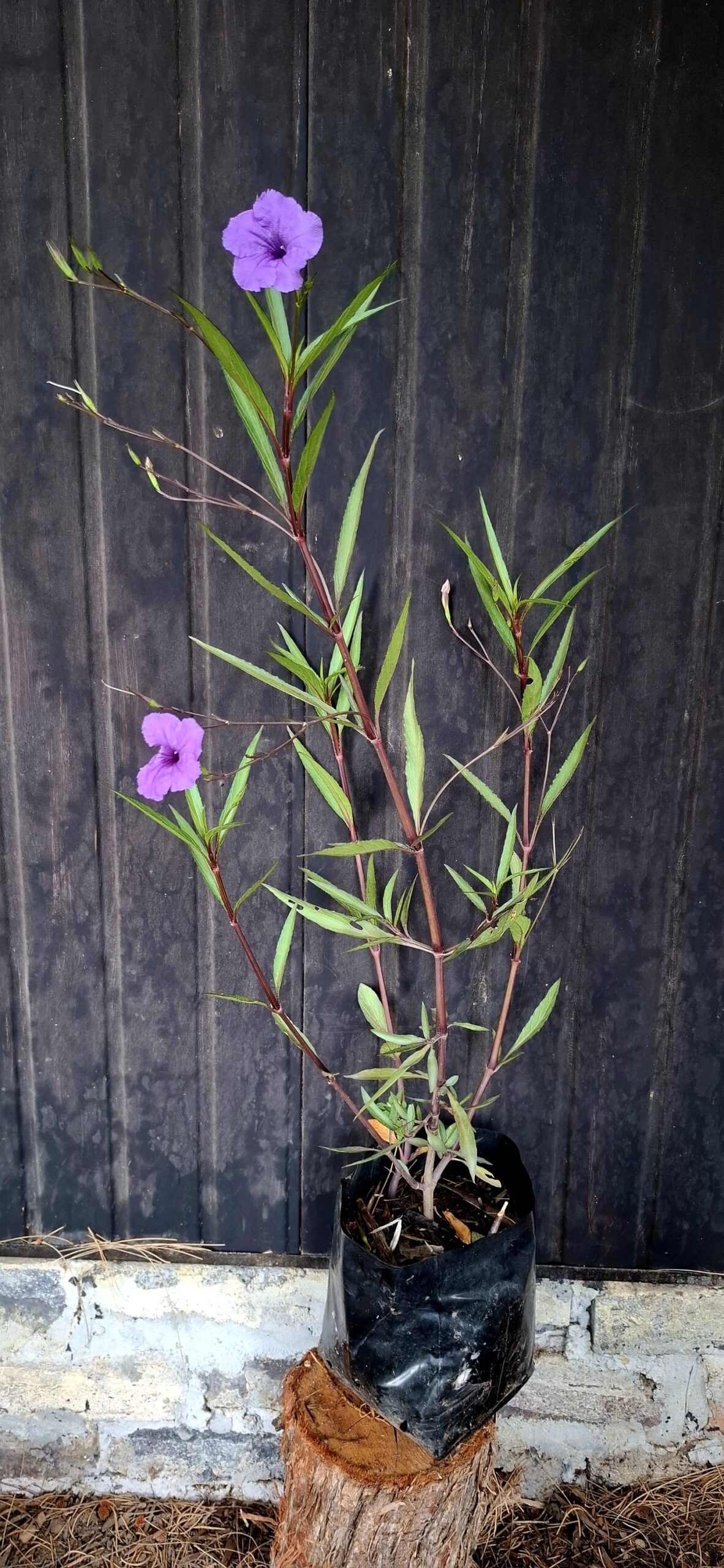 Ruellia Simplex 'Mexican Petunia' Purple - Image 3