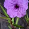 1000499197-scaled.jpg Ruellia Simplex 'Mexican Petunia' Purple