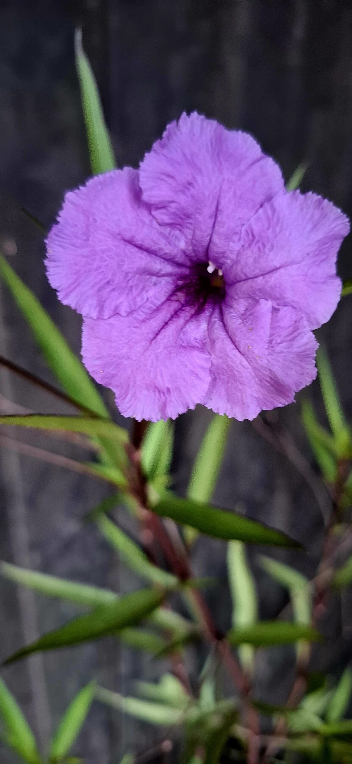 Ruellia Simplex 'Mexican Petunia' Purple - Image 2