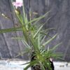 Ruellia Pink 'Mexican Petunia'