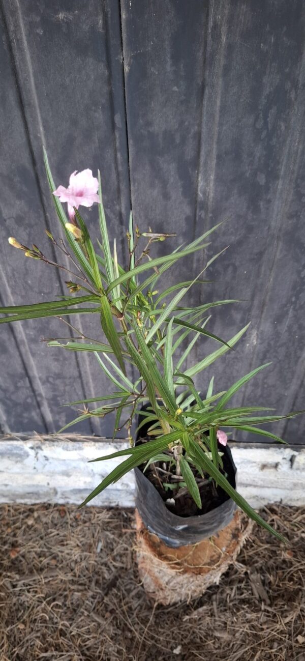 Ruellia Pink 'Mexican Petunia'