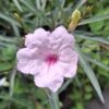Ruellia Pink 'Mexican Petunia'