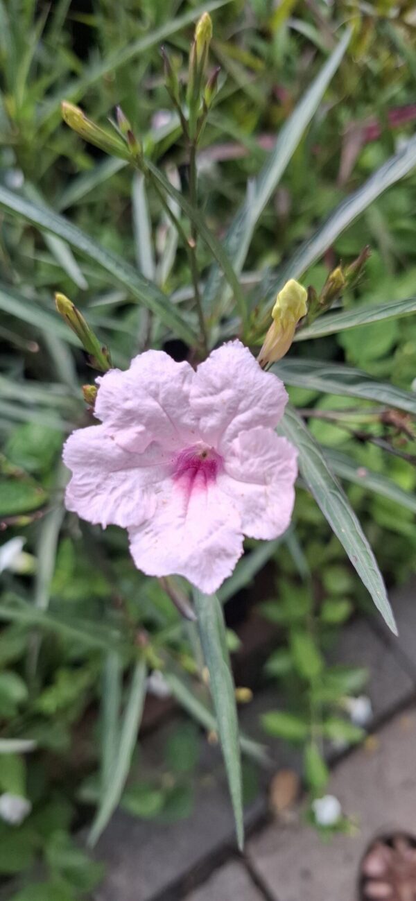 Ruellia Pink 'Mexican Petunia'