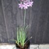 Tulbaghia violacea 'Wild garlic'