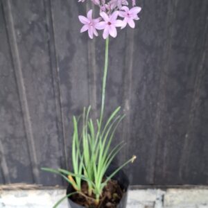 1000499263-scaled.jpg Tulbaghia violacea 'Wild garlic'