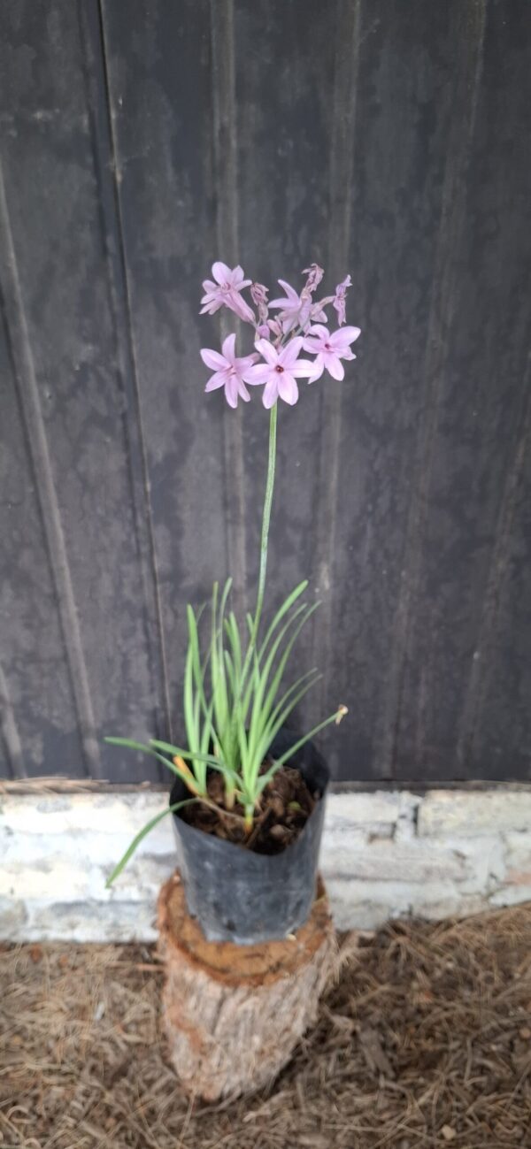 Tulbaghia violacea 'Wild garlic'