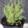 LONICERA NITIDA 'Box Honeysuckle'