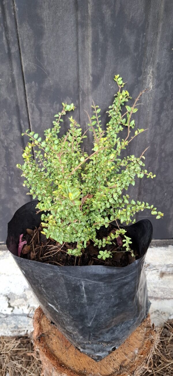 LONICERA NITIDA 'Box Honeysuckle'