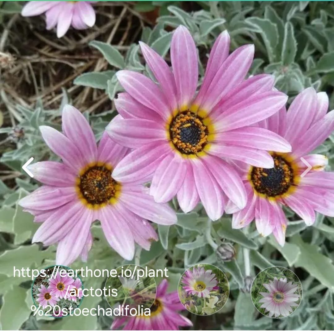 ARCTOTIS STOECHADIFOLIA Coast Arctotis - Pink 2,5L