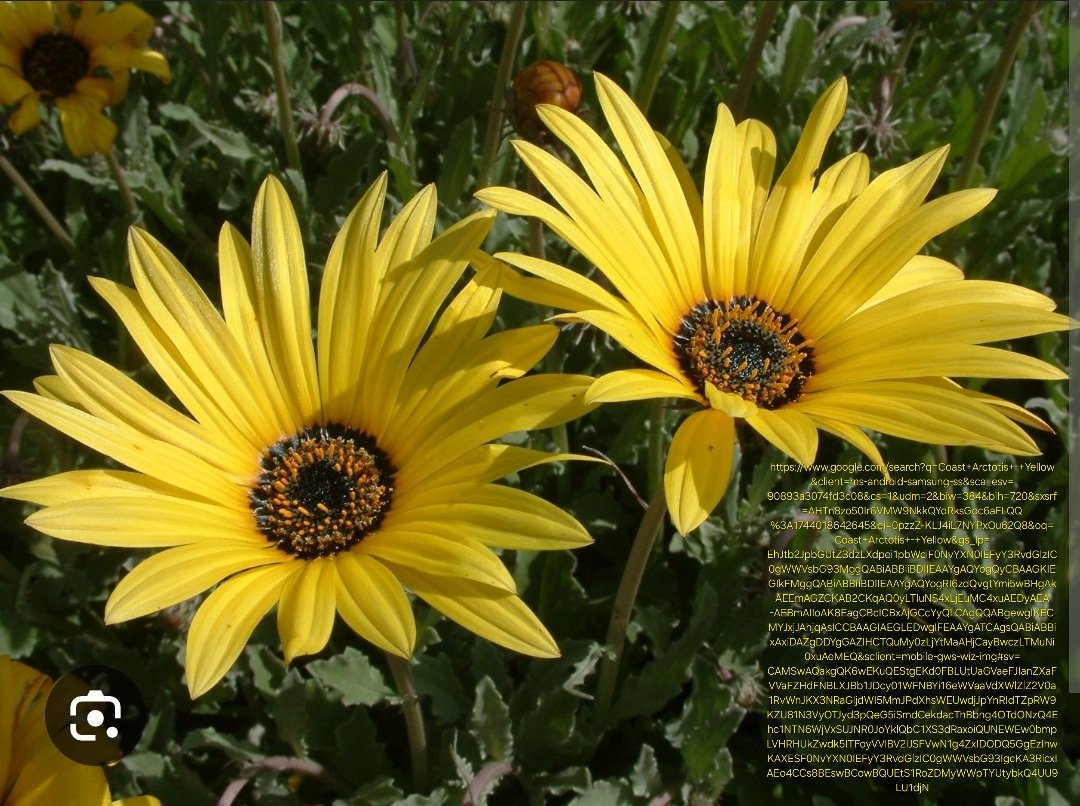 ARCTOTIS STOECHADIFOLIA Coast Arctotis - Yellow 2,5L
