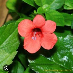 1000499806.jpg BARLERIA REPENS Small Bush Violet - Rosea 3L