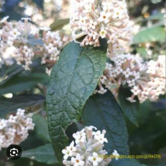 BUDDLEJA AURICULATA Weeping Sage 4,5L