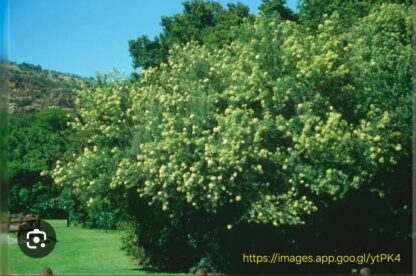 BUDDLEJA SALIGNA False Olive 4,5L