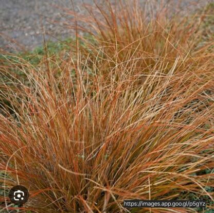 CAREX COMANS Leatherleaf Sedge - Bronco 3L