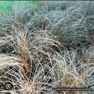 CAREX COMANS Sedge Grass – Bronze Curls 3L